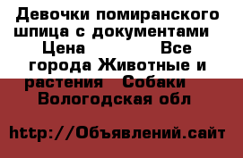 Девочки помиранского шпица с документами › Цена ­ 23 000 - Все города Животные и растения » Собаки   . Вологодская обл.